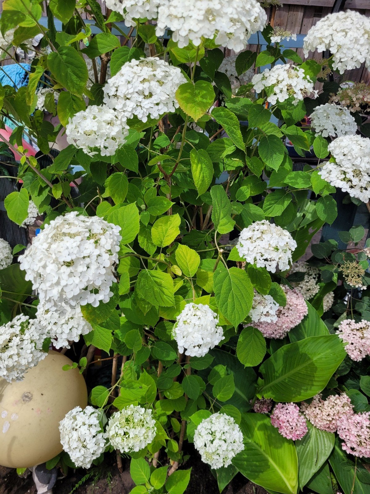 Witte Hortensia (Hydrangea) - Prachtige bloeier, Tuin en Terras, Overige soorten, Vaste plant, Ophalen of Verzenden, Halfschaduw