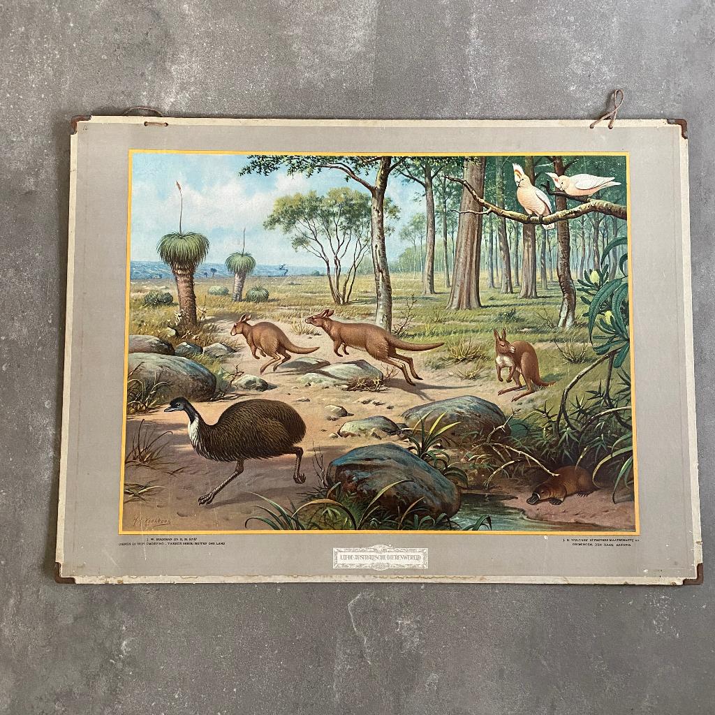 Schoolplaat Uit de Australische dierenwereld – 1932, Antiek en Kunst, Antiek | Schoolplaten, Ophalen of Verzenden, Natuur en Biologie