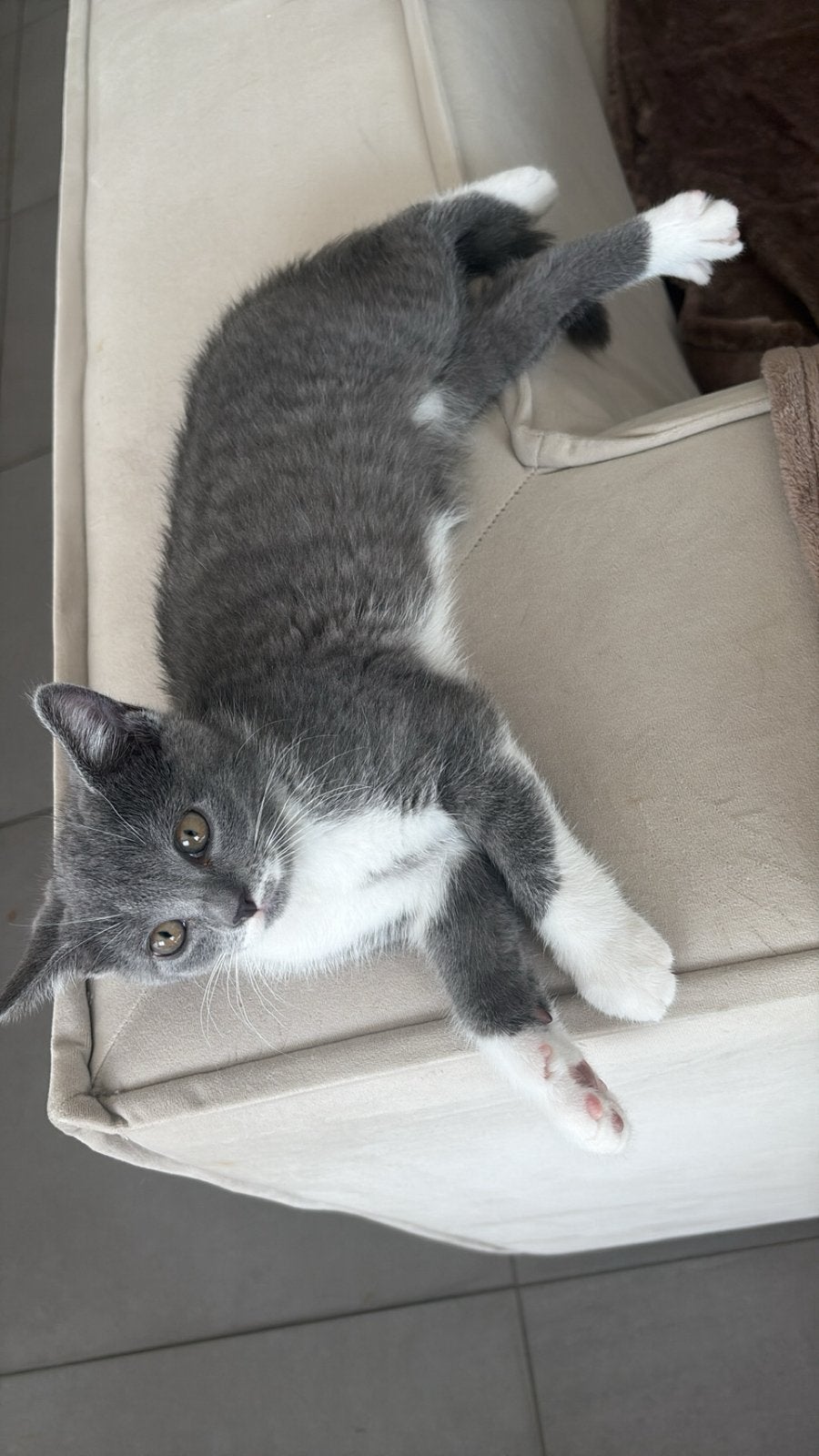 Britse Korthaar Kitten Bicolor