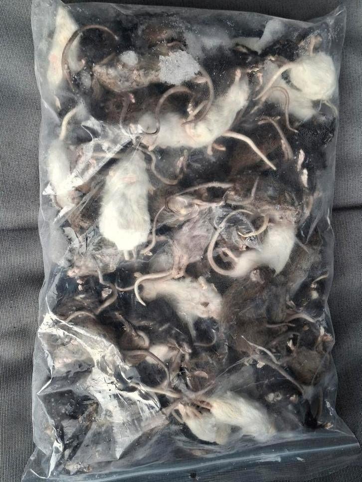 Diepvries muizen, ratten, hamsters en degoes voor reptielen, Dieren en Toebehoren, Ophalen of Verzenden, Nieuw, Overige typen