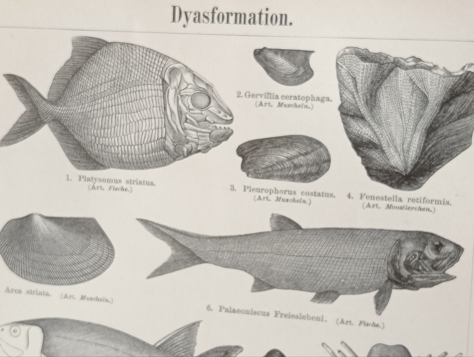 19e eeuwse gravure Perm Fossielen Vissen Amfibieën, Ophalen of Verzenden