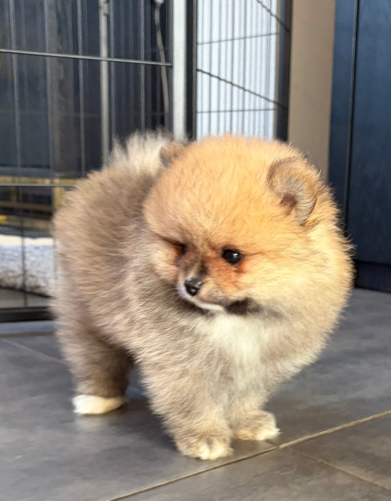 Pomeranian / pomeriaan pups, Parvo, Keeshond, Reu, 8 tot 15 weken
