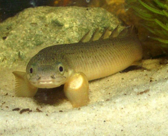 kwastvinsnoek, Dieren en Toebehoren, Vis