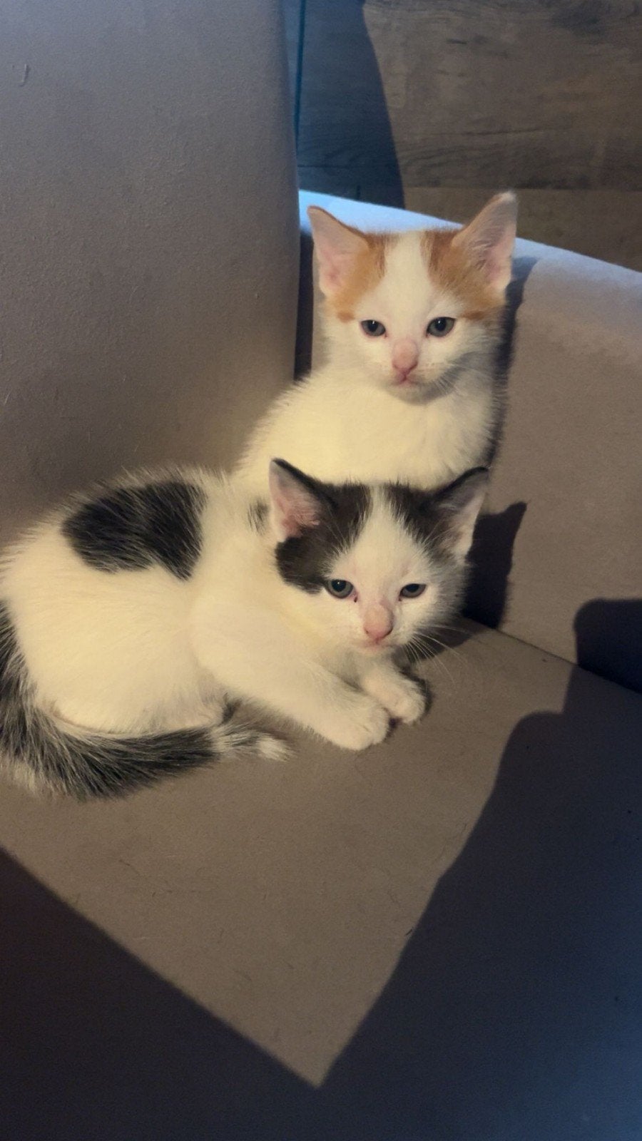 te koop, 2 katertjes., Kater, Kortharig, 0 tot 2 jaar