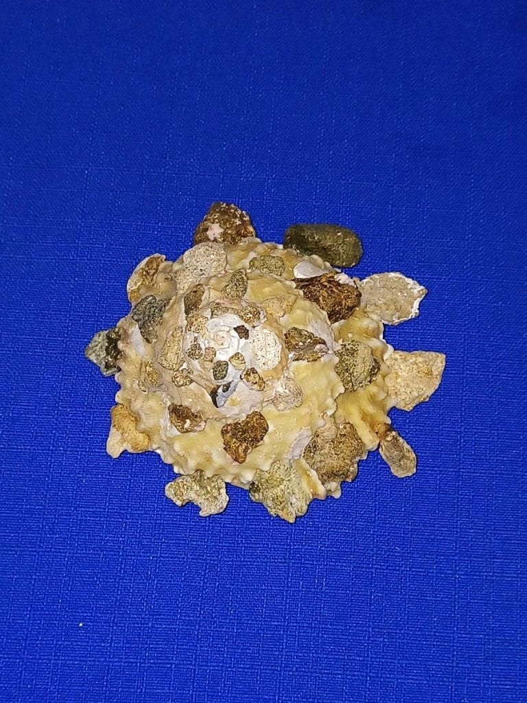 Schelpen, Xenophora kinoi, Ophalen of Verzenden, Schelp(en)