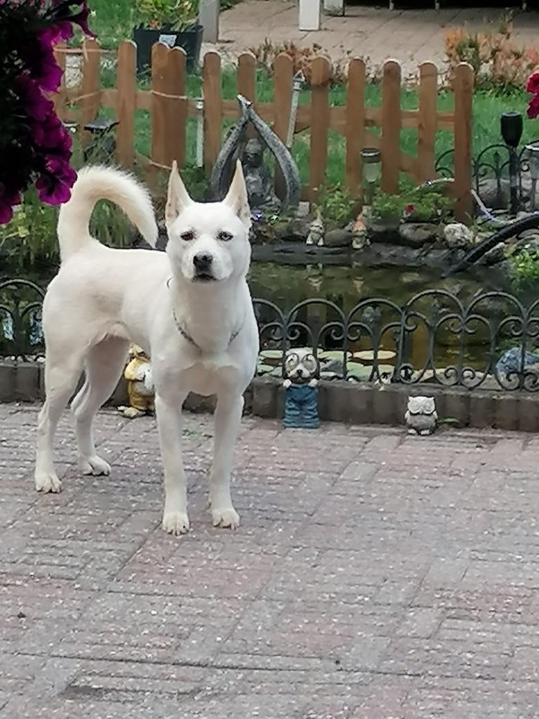 Baasje gezocht, Teef, Eén hond, 3 tot 5 jaar, Nederland