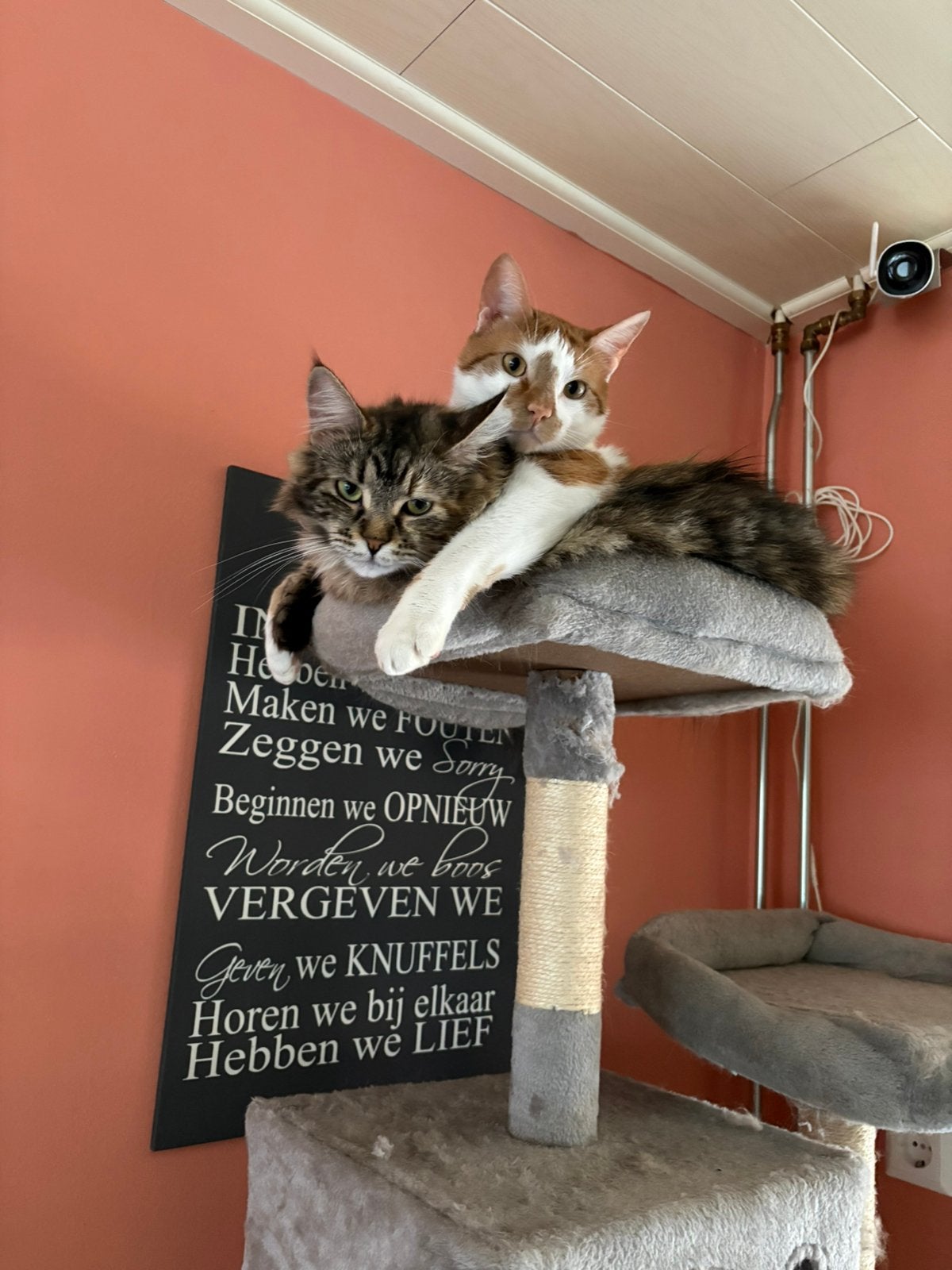 1 maine coon poes en een “gewone” kater, Dieren en Toebehoren, Meerdere dieren, Gechipt, 0 tot 2 jaar