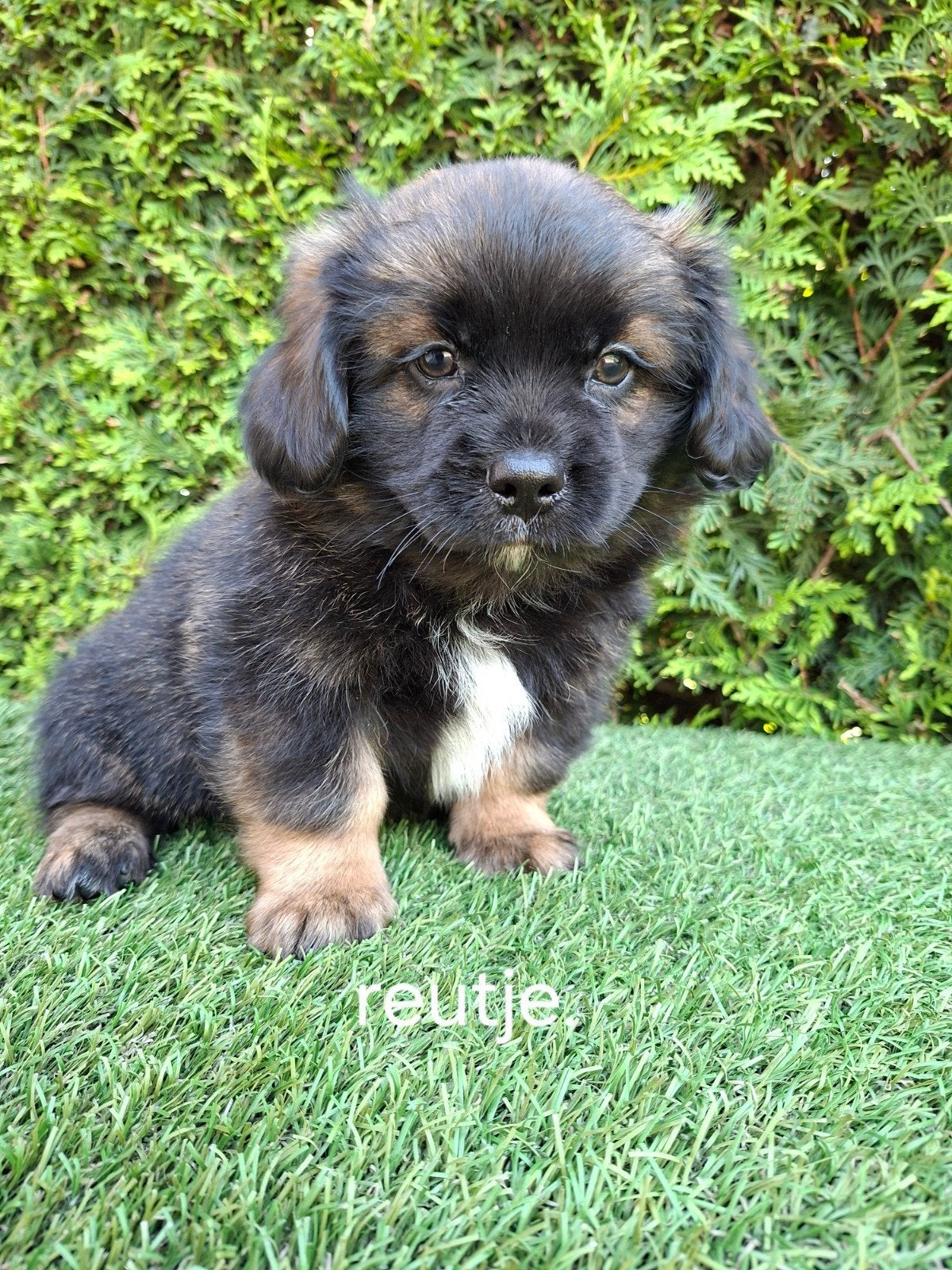 Zeer mooie speelse Boomer pups., Parvo, 8 tot 15 weken, Meerdere, Meerdere dieren
