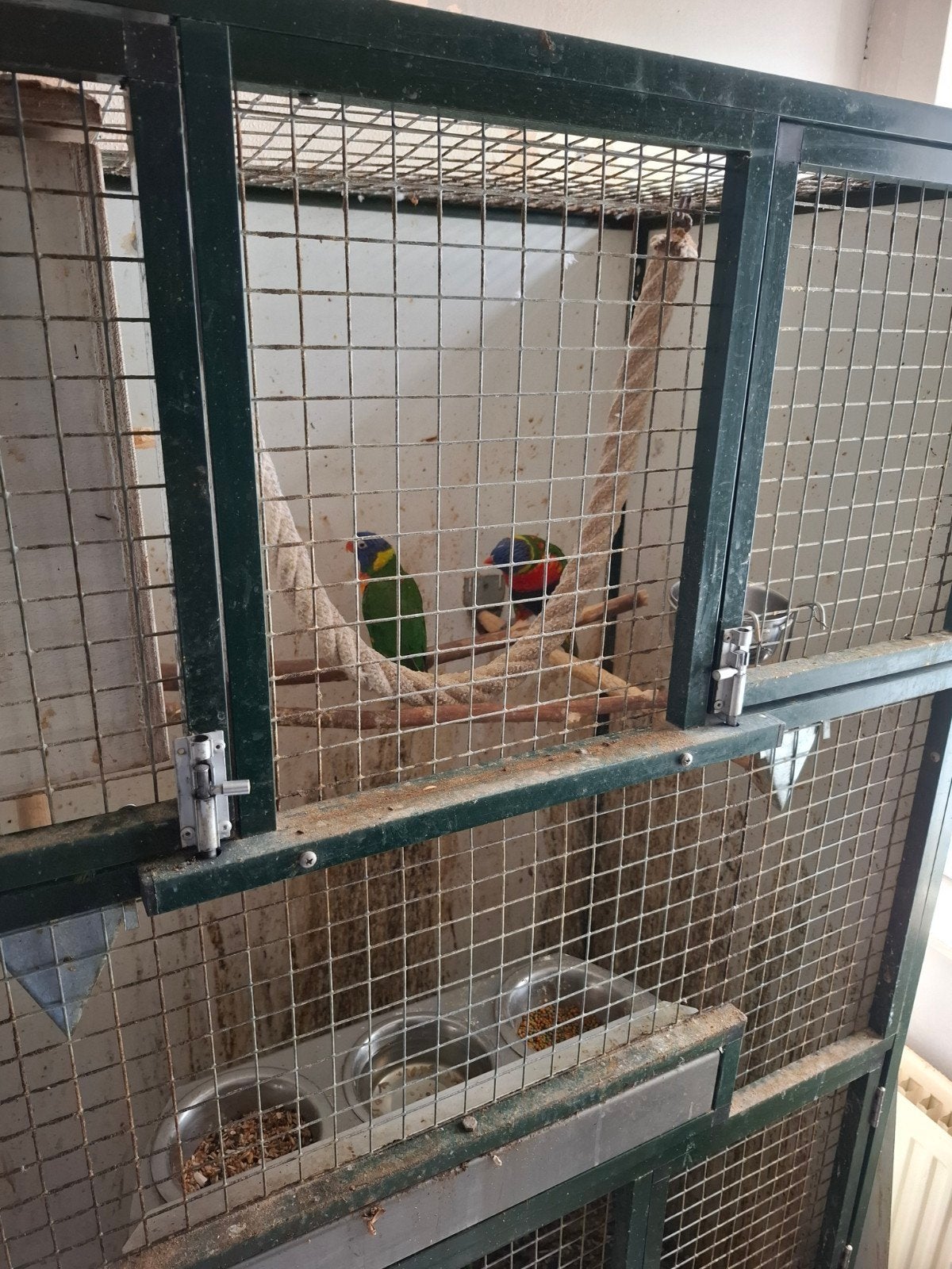 Koppel Lorries eventueel met jong, Dieren en Toebehoren, Vogels | Parkieten en Papegaaien, Meerdere dieren, Parkiet, Geringd