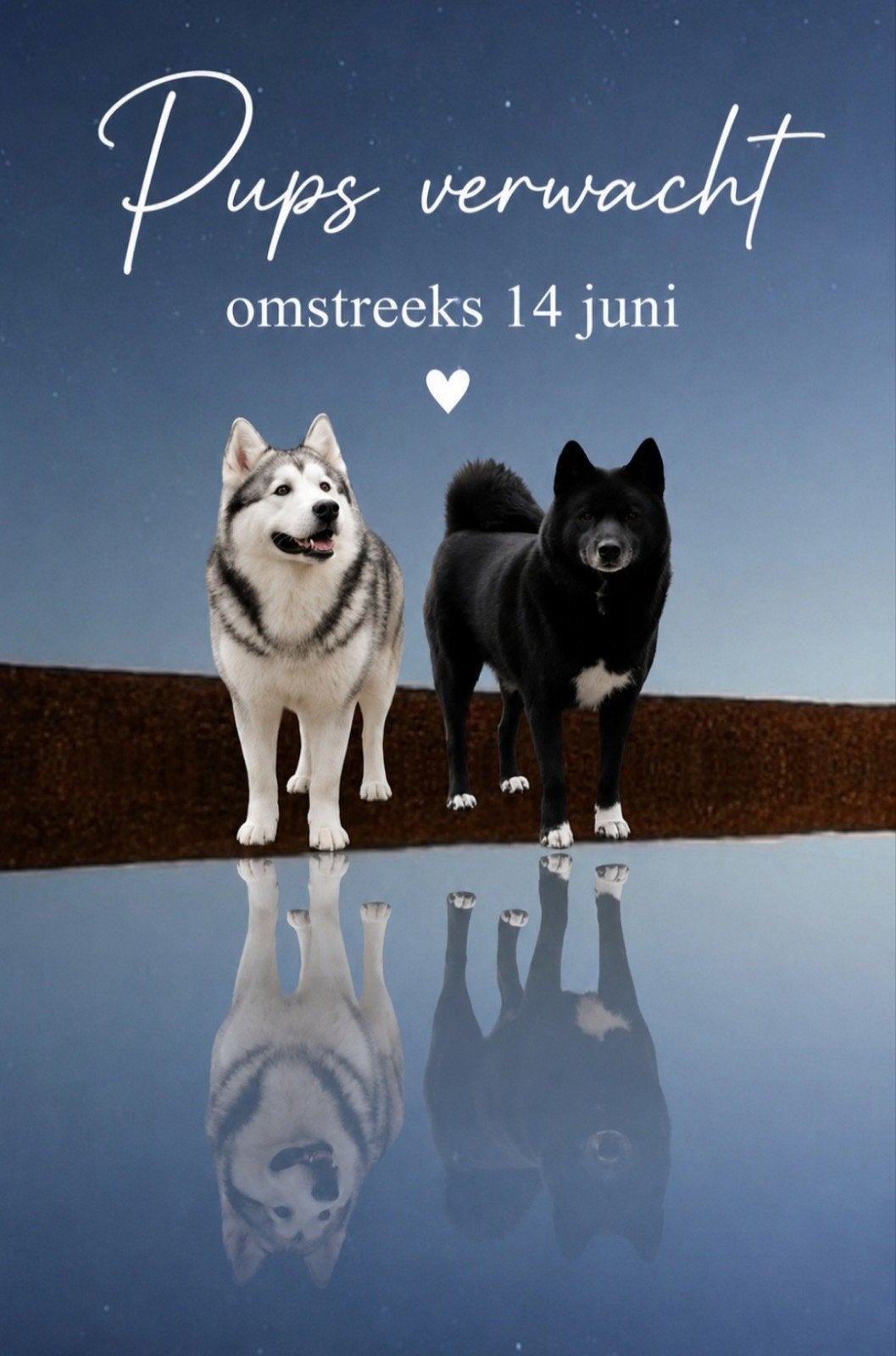 Pups verwacht, Parvo, 8 tot 15 weken, Poolhond, Meerdere