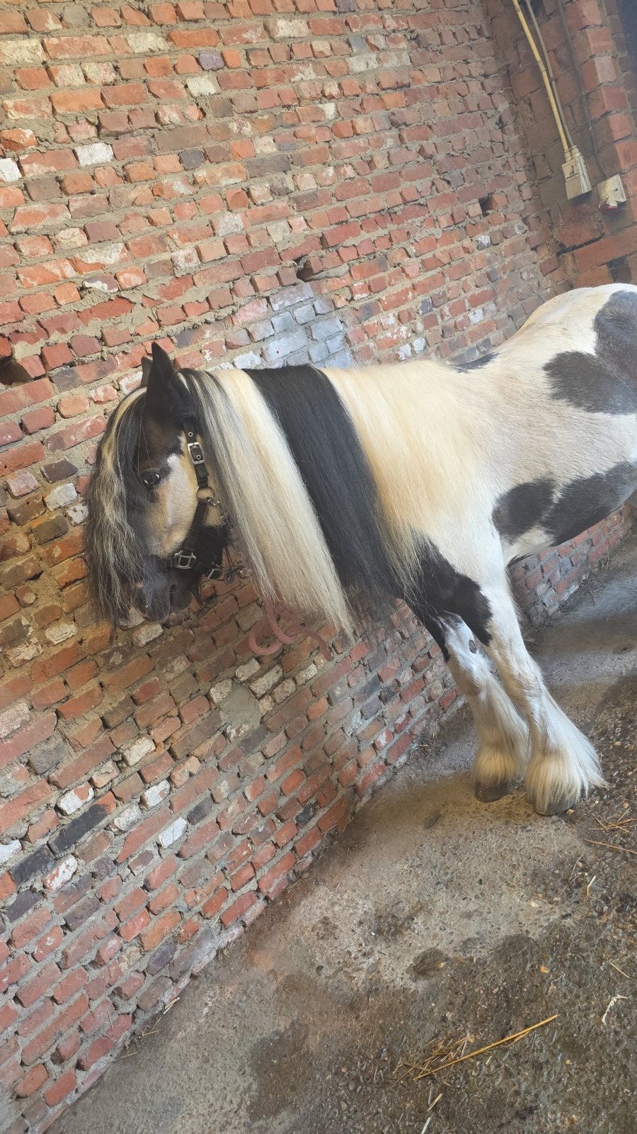 4 jarige knappe mini tinker ruin!, Ruin, Onbeleerd, 3 tot 6 jaar