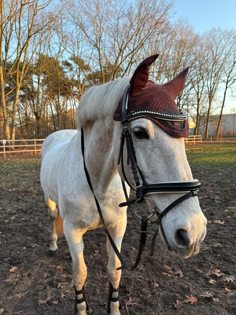 Lieve Andalusiër ruin te koop, Dieren en Toebehoren, Paarden, Minder dan 160 cm, Ruin, Zadelmak, Gechipt