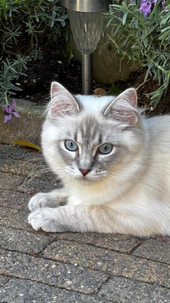 Ragdoll poes met stamboom, Poes, Met stamboom, 0 tot 2 jaar