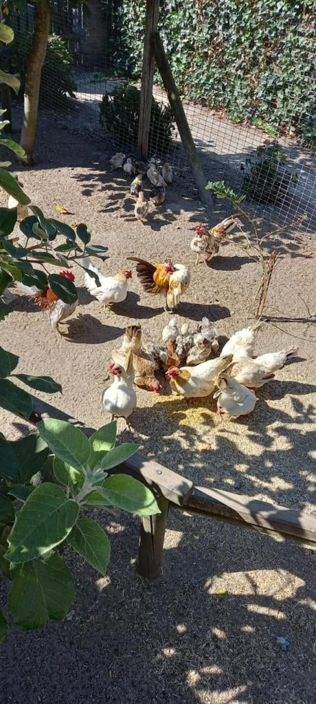 Te koop een klein aantalbroedeitjes Serama ayam Maleis, Dieren en Toebehoren, Pluimvee, Mannelijk, Kip