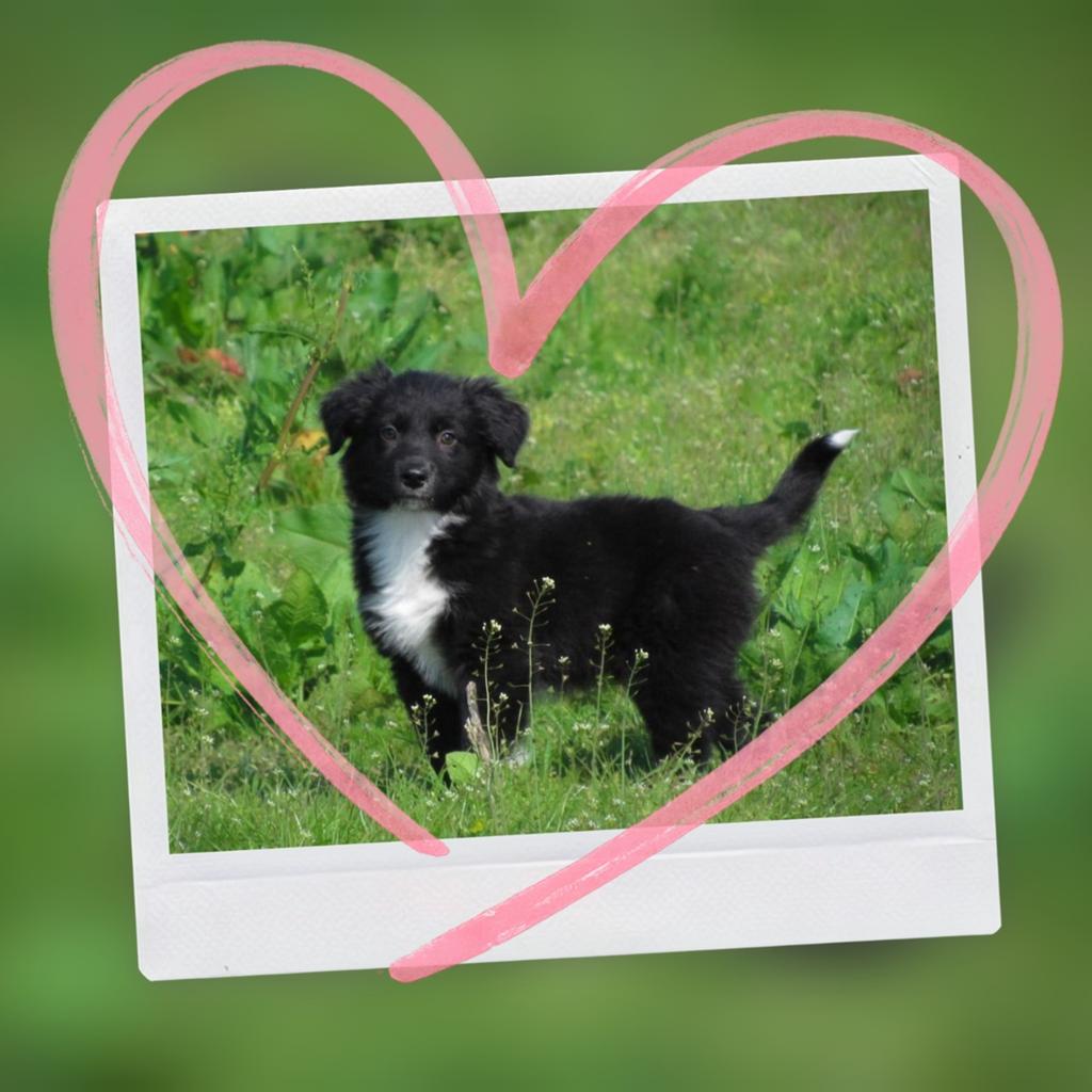 Vrolijke friese stabij x border collie pups mogen verhuizen, Parvo, Overige rassen, 8 tot 15 weken, Meerdere