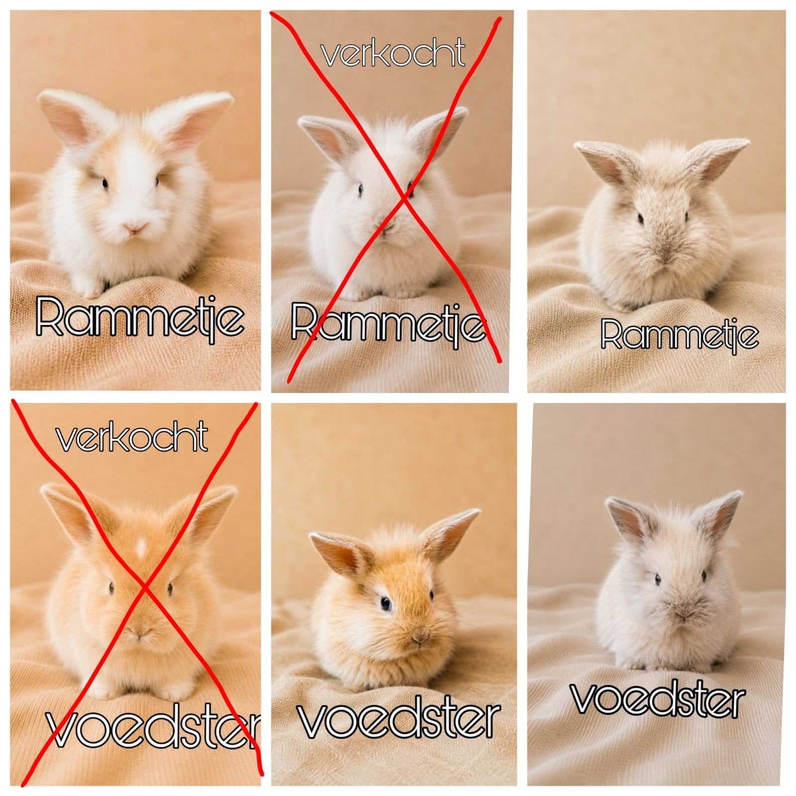 Teddy widder x Leeuwenkop konijntjes te koop!, Dieren en Toebehoren, Konijnen, Meerdere dieren, Dwerg