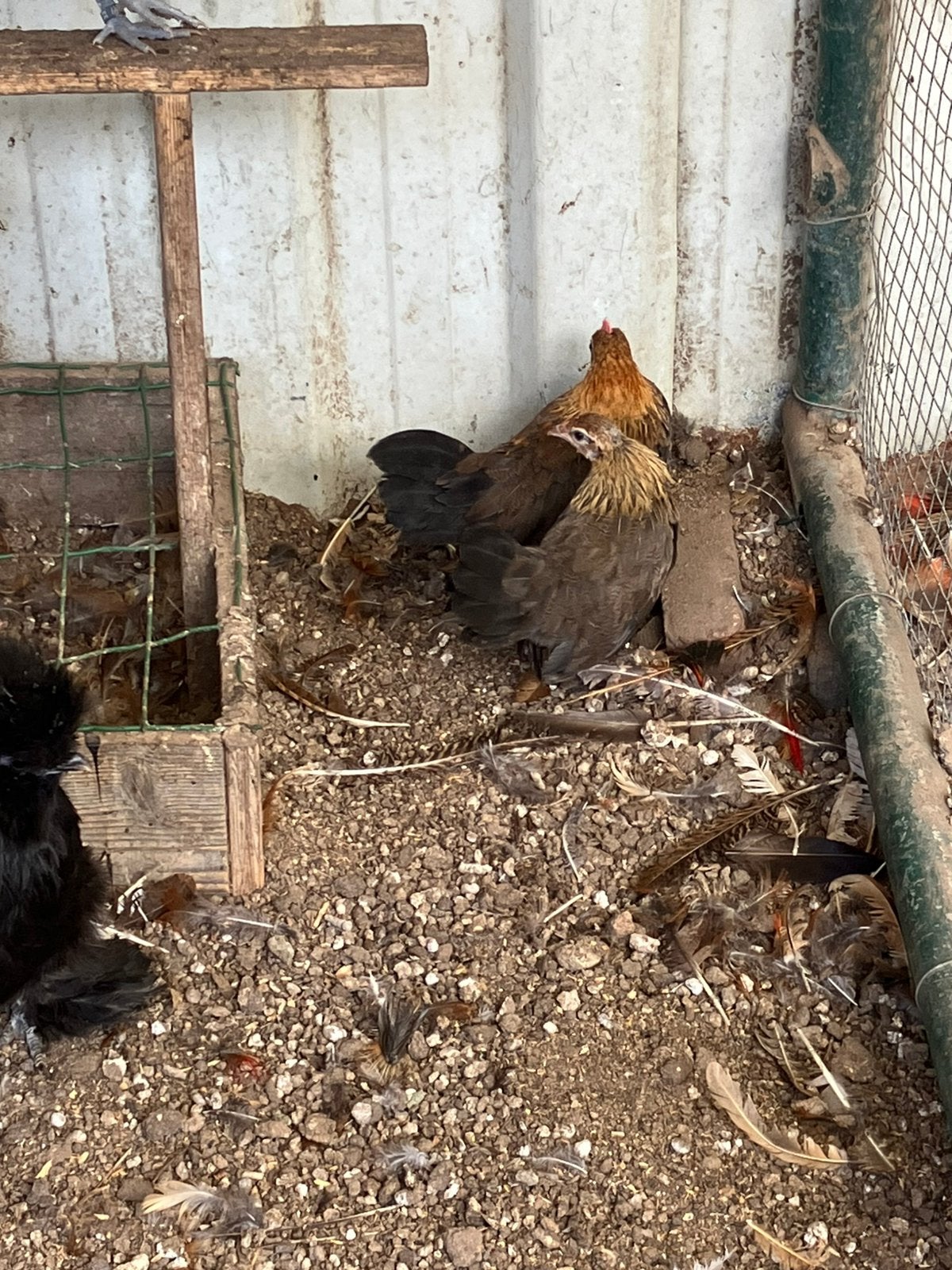 Jonge Hollandse krielen, Meerdere dieren, Kip