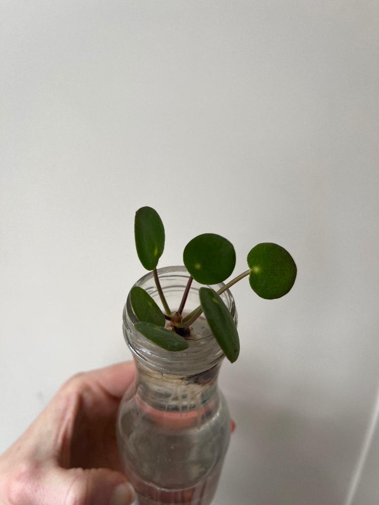 Stekjes, In pot, Minder dan 100 cm, Groene kamerplant, Halfschaduw
