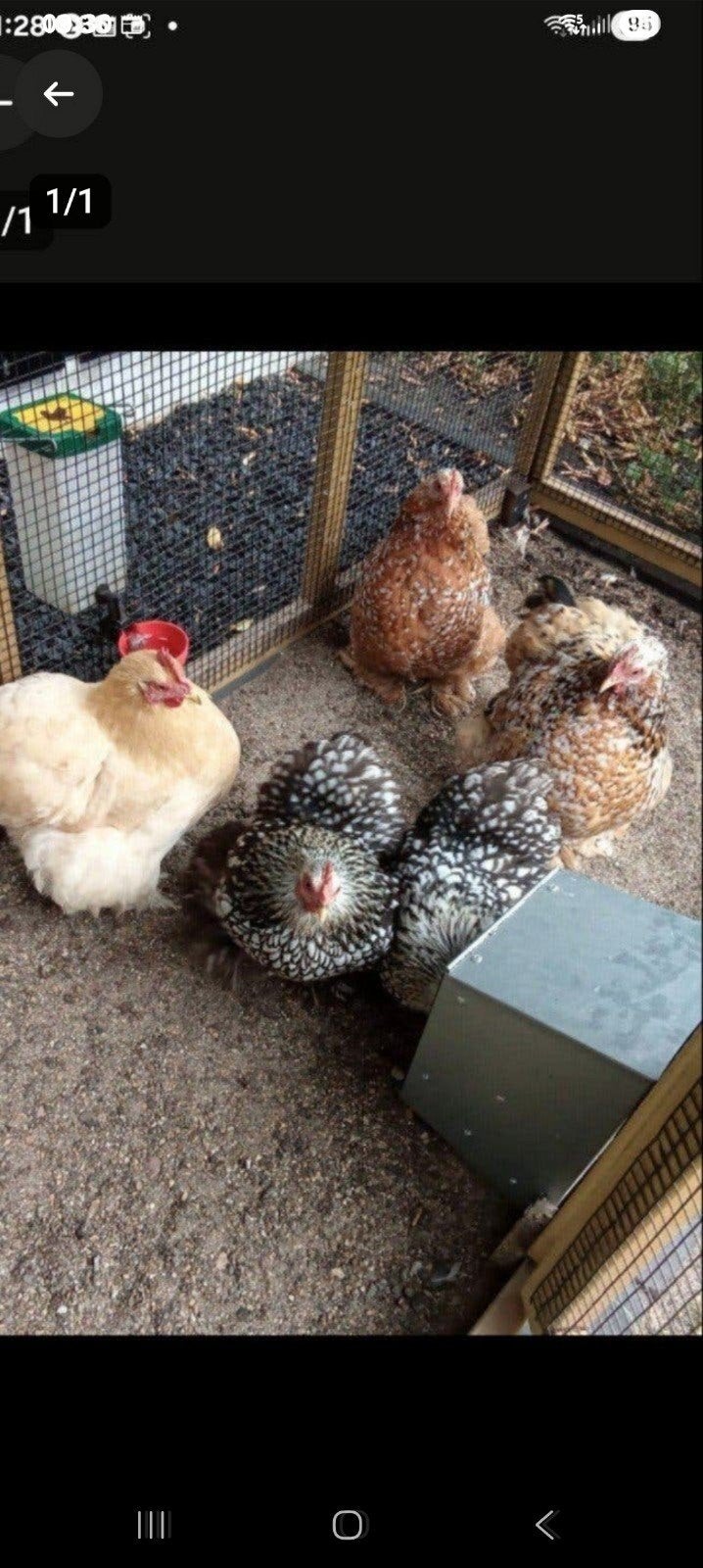cochen kippen, Dieren en Toebehoren