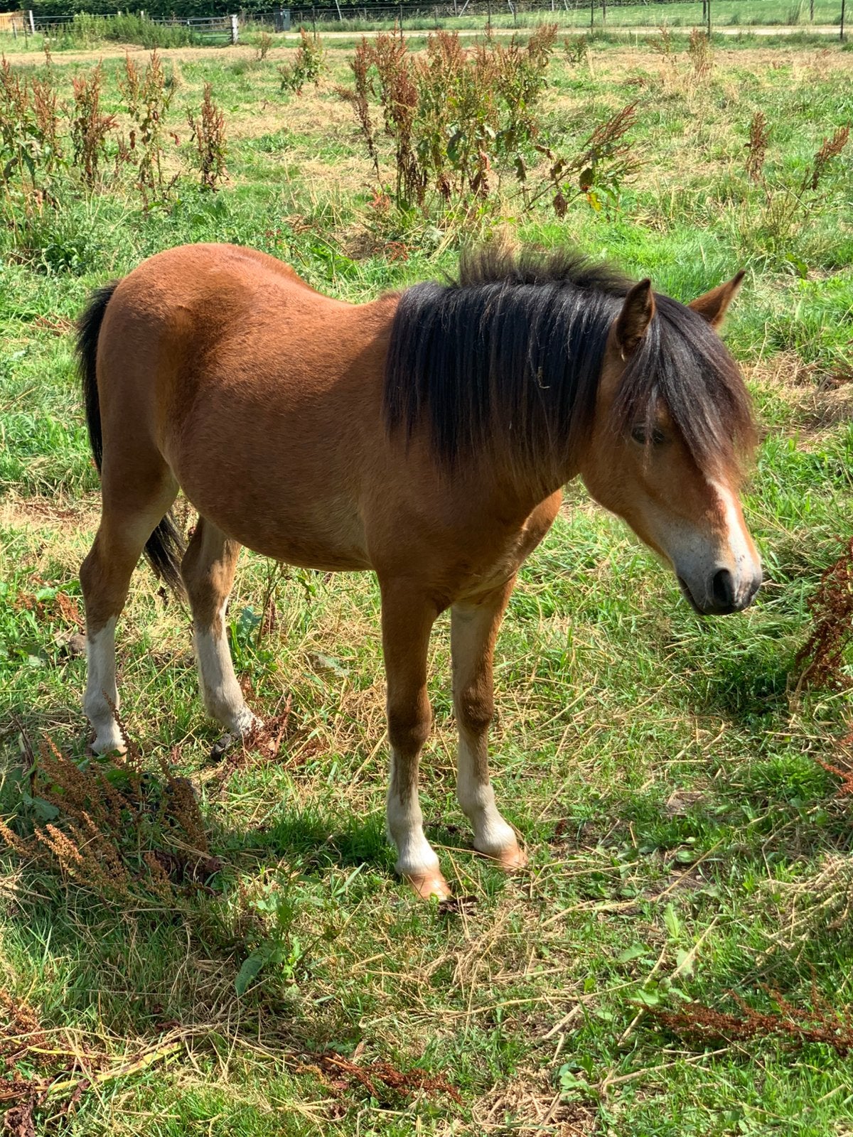 1,5 jarige welsh merrie, Dieren en Toebehoren, Merrie, A pony (tot 1.17m), 0 tot 2 jaar
