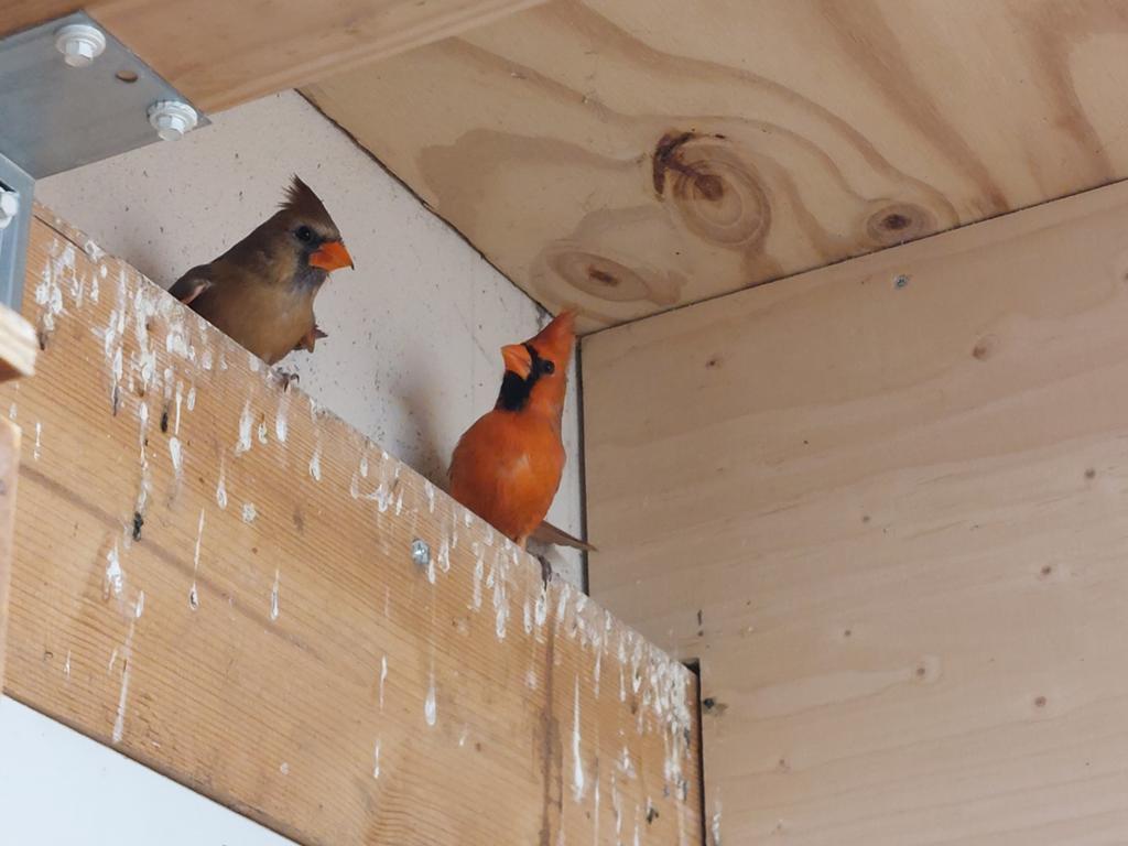 Rode kardinalen, Meerdere dieren