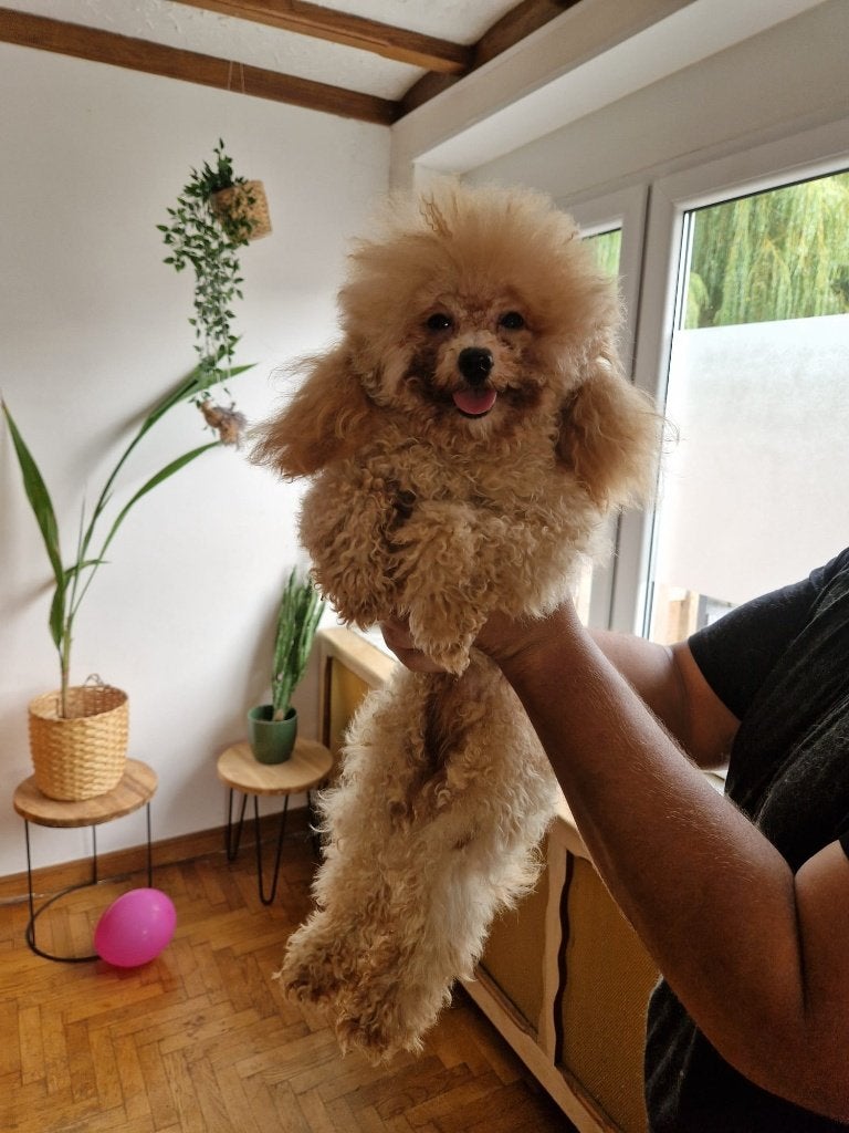 Toypoedel abrikoos teefje stamboom patella vrij, België, Particulier, Overige rassen, 1 tot 2 jaar