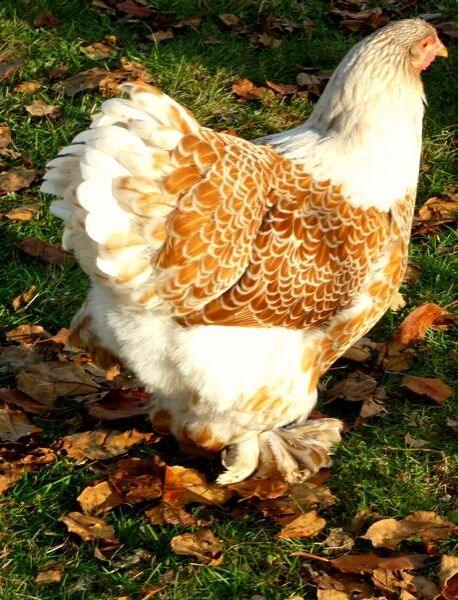 Brahma broedeieren goud wit, Verzenden, Nieuw, Overige typen