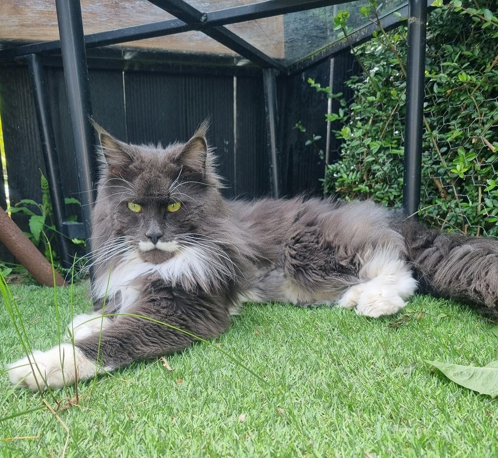 Mainecoon dekkater niet te koop., 0 tot 2 jaar
