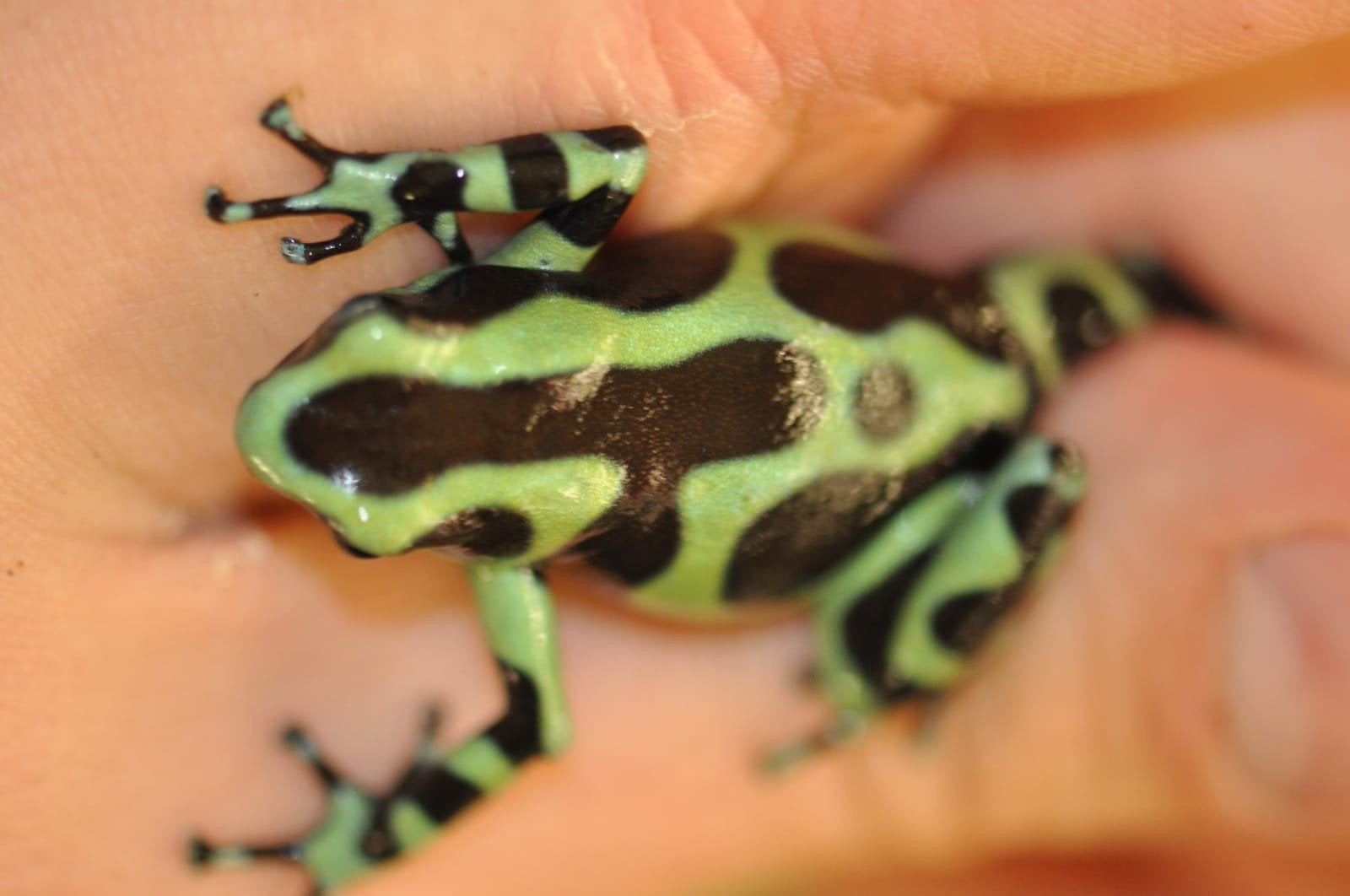 Dendrobates auratus 'Costa Rica'