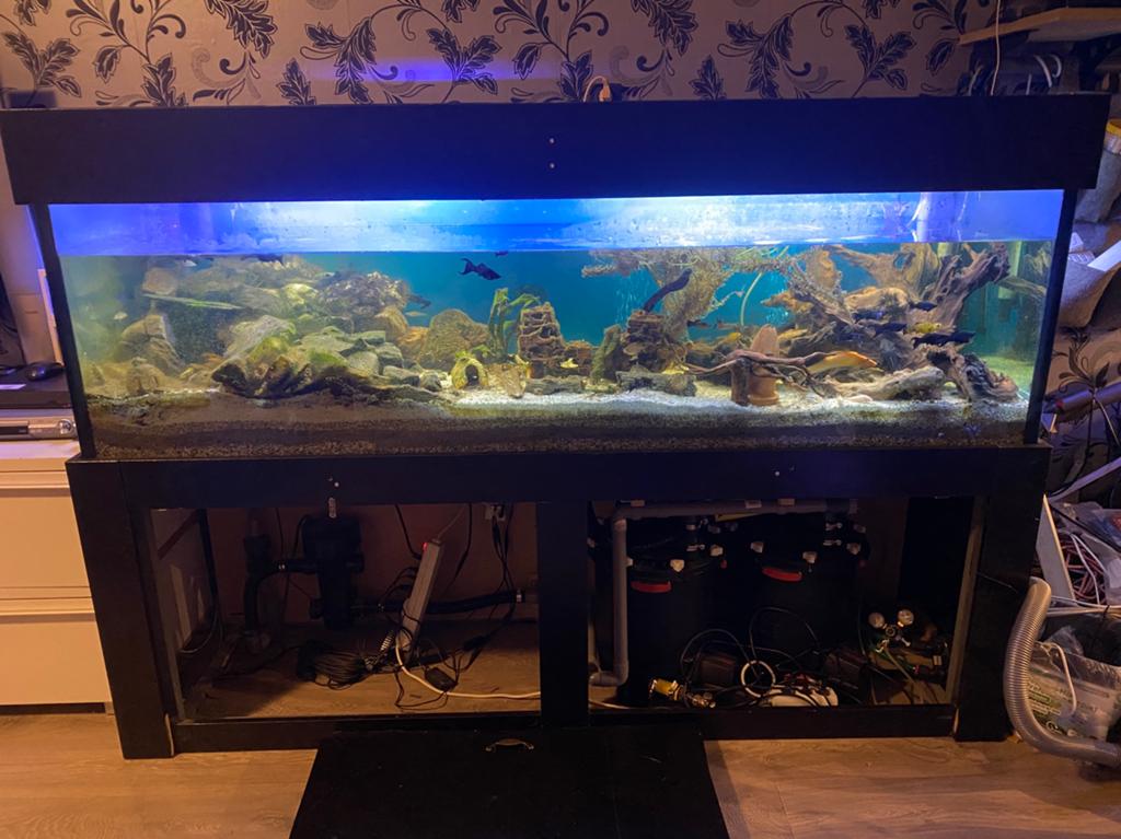 2 meter aqwarium, Dieren en Toebehoren, Vissen | Aquaria en Toebehoren, Ophalen, Gebruikt, Overige merken, Inclusief vissen