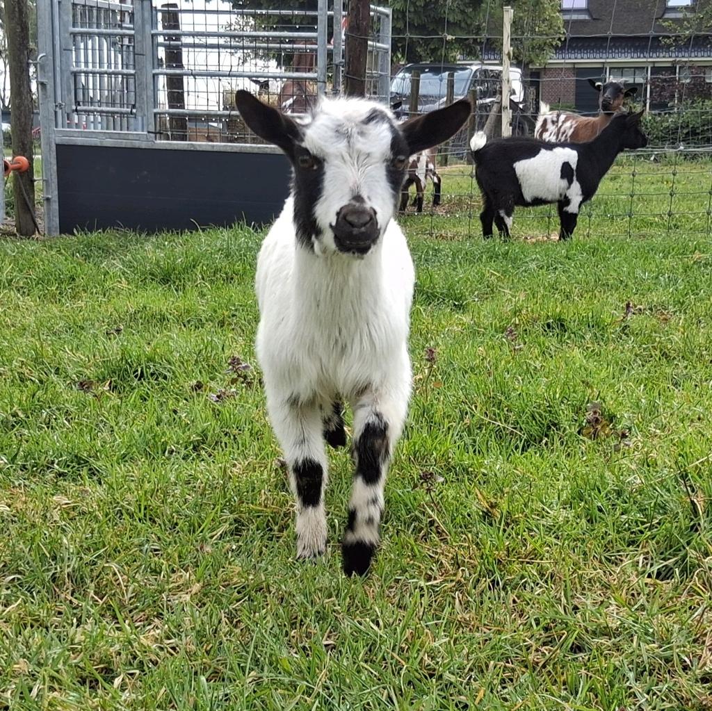 Hoornloze dwergbok, Dieren en Toebehoren, Vrouwelijk, Geit