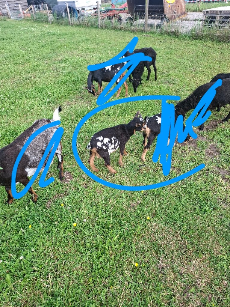 Dwerg bokjes, Dieren en Toebehoren, Mannelijk, Geit, 0 tot 2 jaar