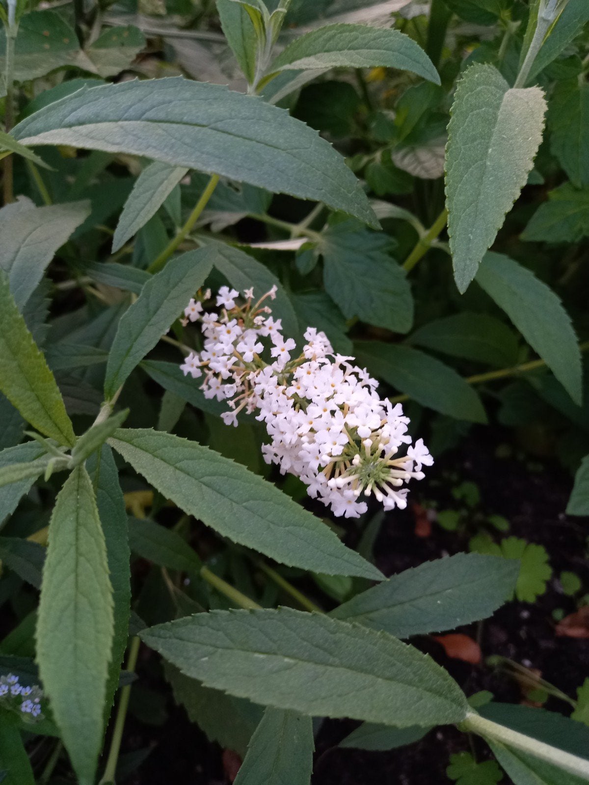 Witte vlinderstruik, Tuin en Terras, Ophalen, Vaste plant, Overige soorten, Volle zon
