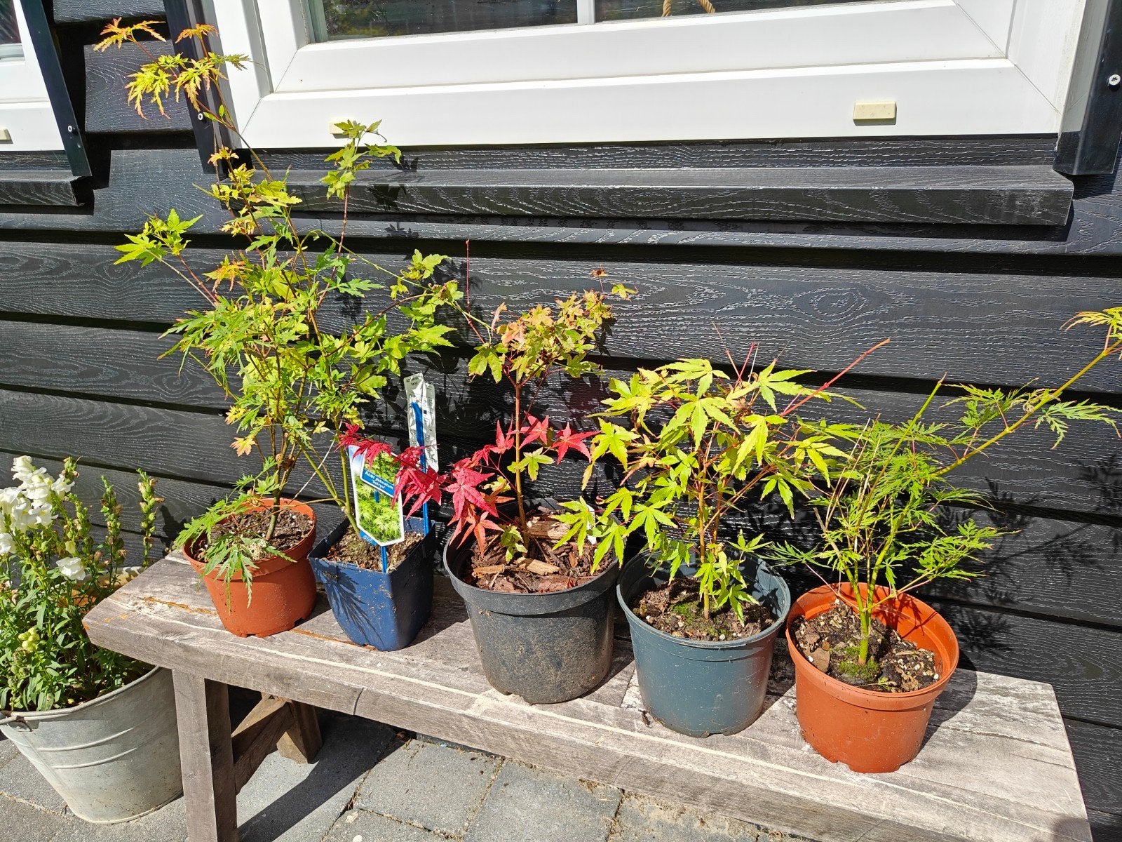 JAPANSE ESDOORNS orange dream ,Emerald lace, Beni maiko, Ophalen of Verzenden, Bloeit niet, Overige soorten, Halfschaduw