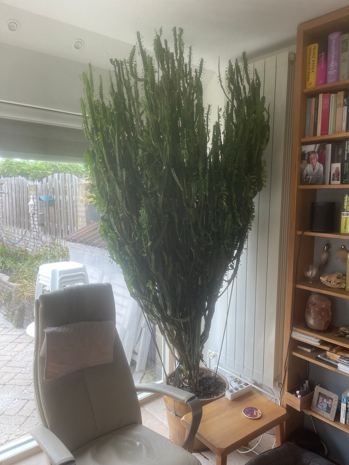 Afrikaanse melkboom stekken - 1,5 tot 2 meter lang, Huis en Inrichting, Ophalen, Vetplant, Halfschaduw, 150 tot 200 cm