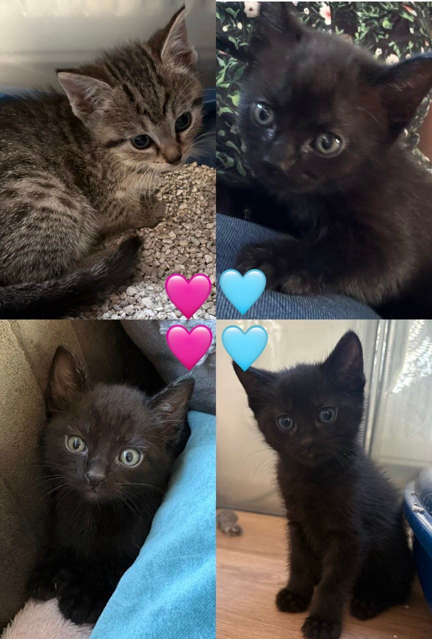 Kittens (half Siamees), Meerdere dieren