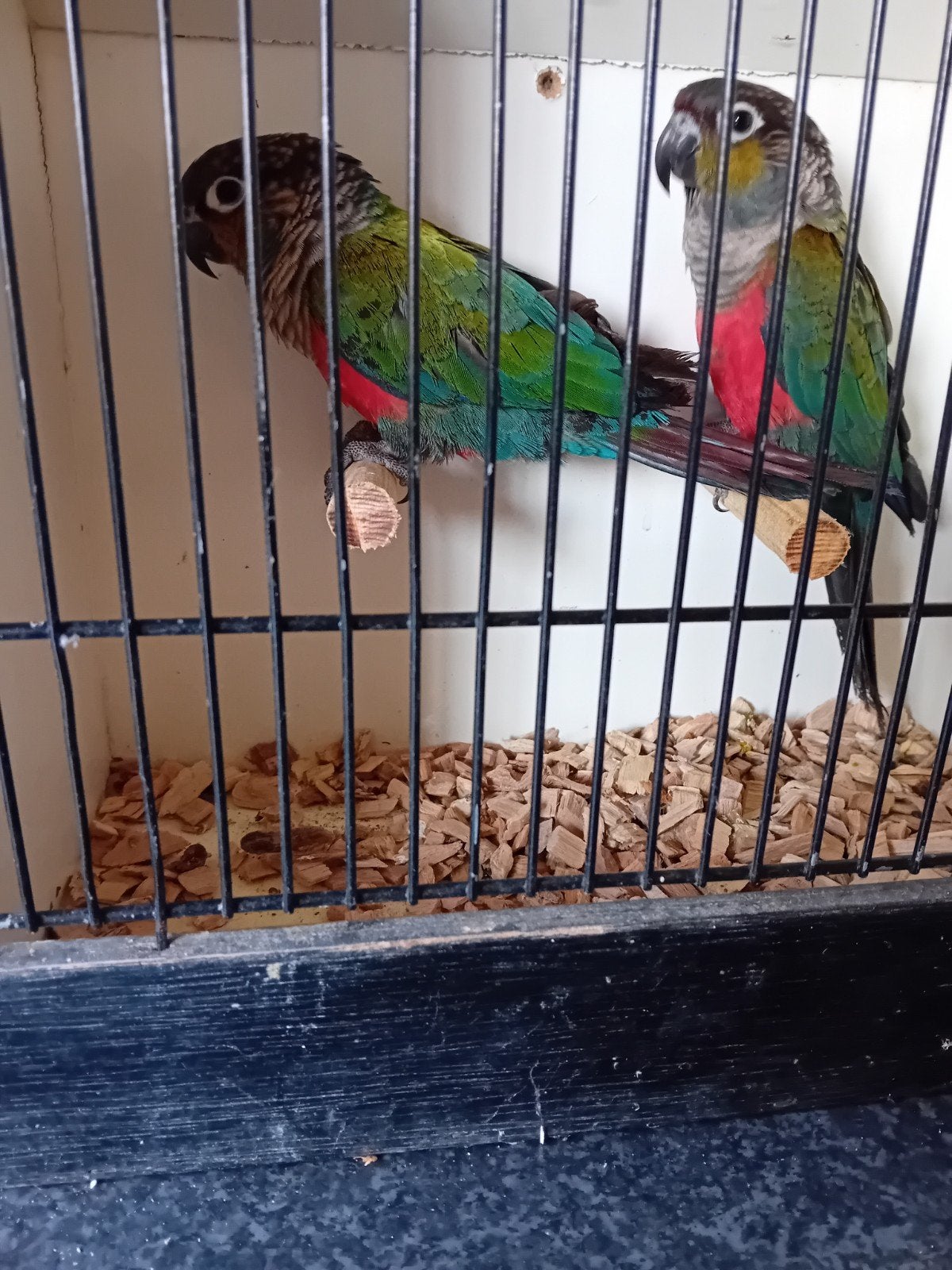 PYRRUHARRA _PERLATA _PERLATA  130 € samen, Dieren en Toebehoren