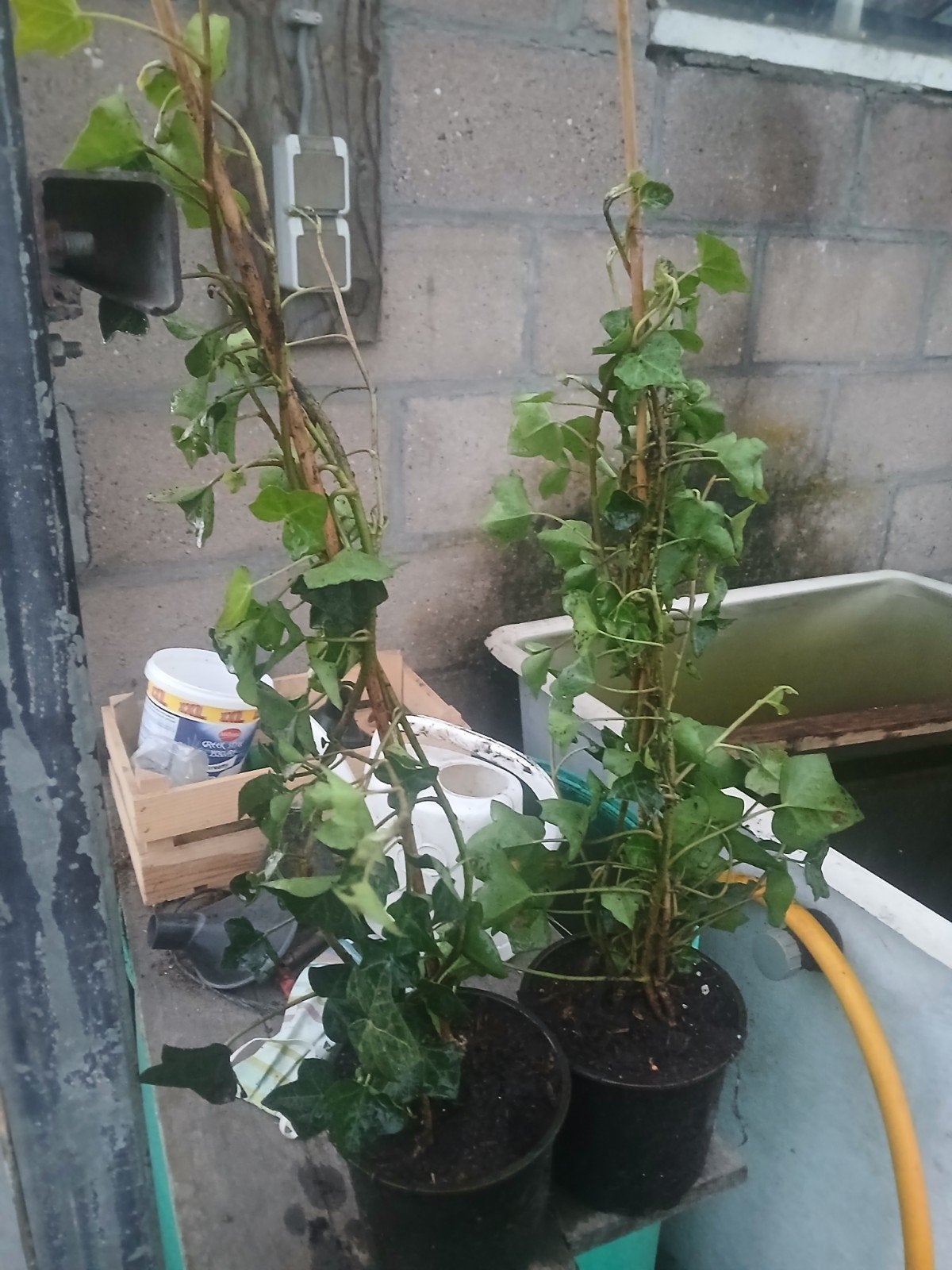 hedera, Ophalen, Vaste plant, Bloeit niet, Halfschaduw