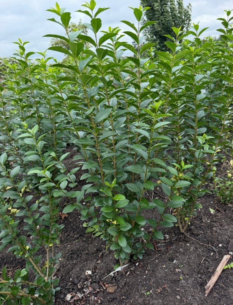 Ligustrum groenblijvende liguster ovalifolium, Ophalen of Verzenden, Liguster, Haag, Minder dan 100 cm
