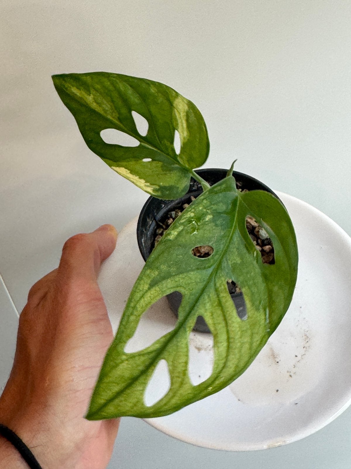 Monstera adansonii variegata, Ophalen of Verzenden, Halfschaduw, Minder dan 100 cm