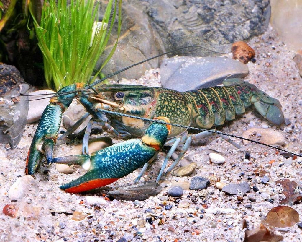 cherax quadricarinatus kreeft, Dieren en Toebehoren, Vis
