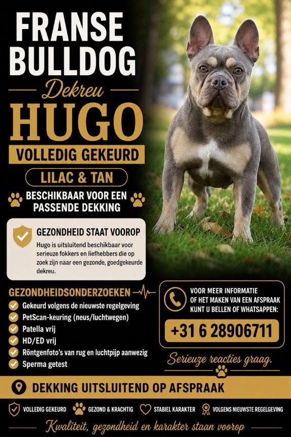 FRANSE BULLDOG DEKREU HUGO ISABELLA & TAN  MET STAMBOOM, Fokker | Hobbymatig, Reu, 1 tot 2 jaar, Buitenland
