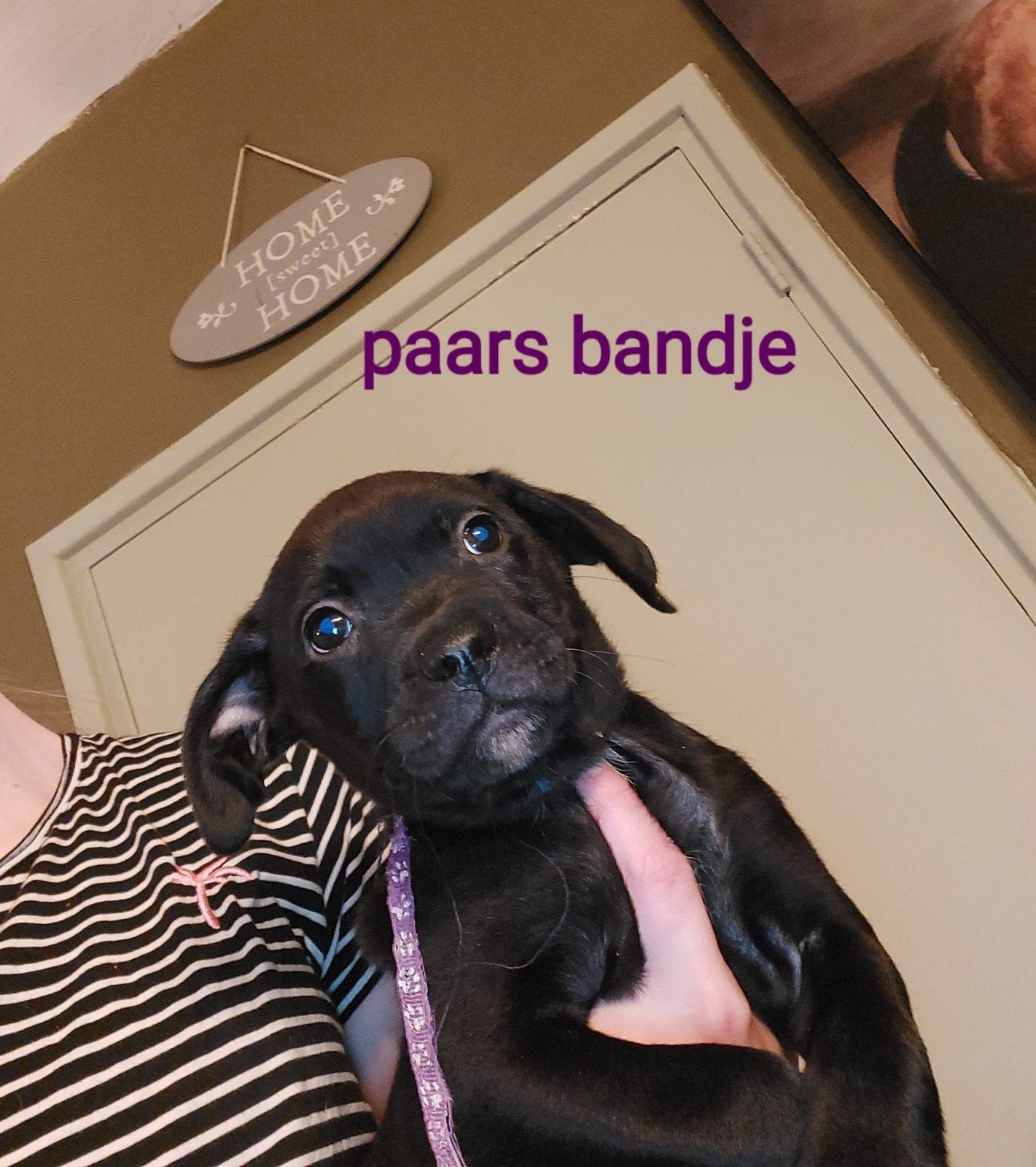 lieve retriever / labrador pups, Labrador retriever, Meerdere, Meerdere dieren, Nederland