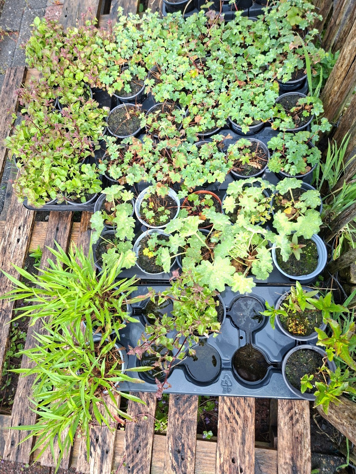 Planten / stekjes €1,- p.s., Ophalen, Overige soorten, Volle zon