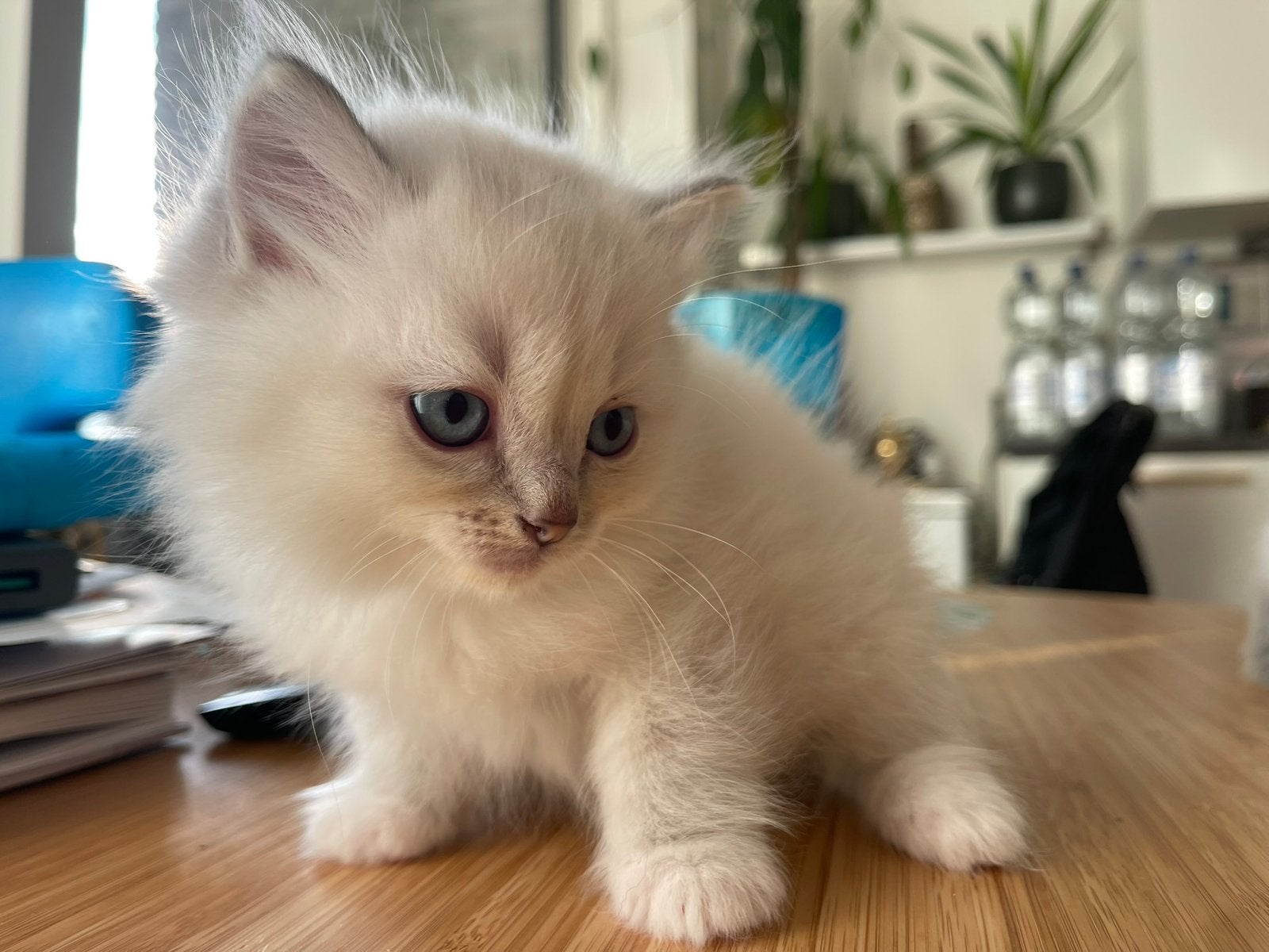 Raszuivere Ragdol blue mitted lynx, Meerdere dieren