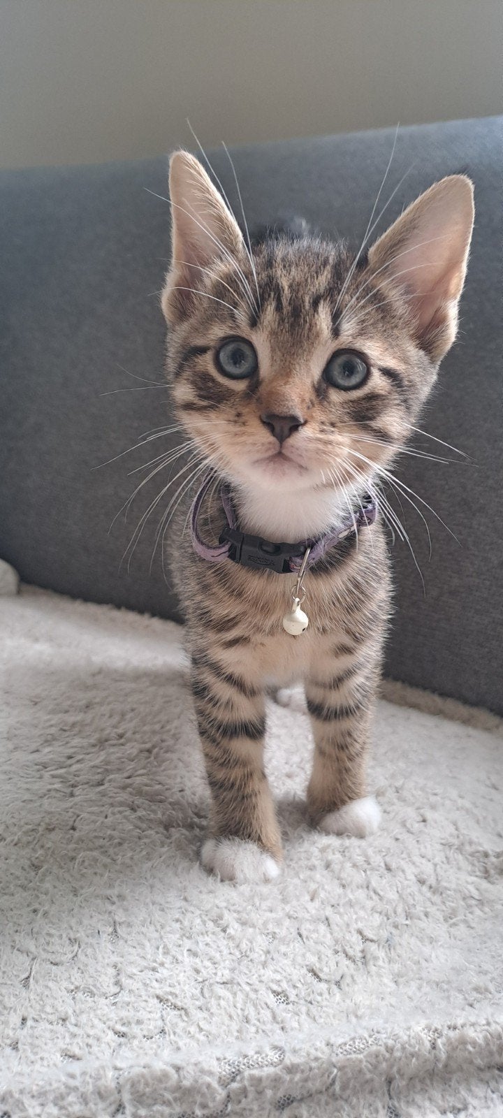 te koop lieve, aanhankelijke kitten, cyper, kater, Kater, Kortharig, 0 tot 2 jaar