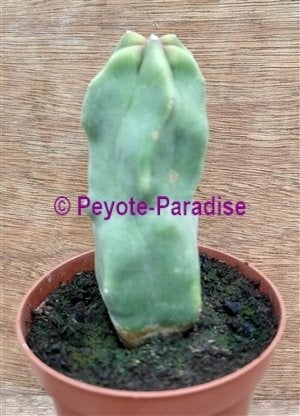 TOTEMPAAL CACTUS - Monstervorm met knobbels., Huis en Inrichting, Verzenden, Cactus, Minder dan 100 cm, Volle zon