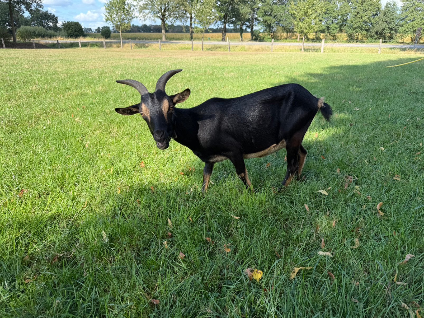 Geitjes te koop, Dieren en Toebehoren, Schapen, Geiten en Varkens, Vrouwelijk, Geit