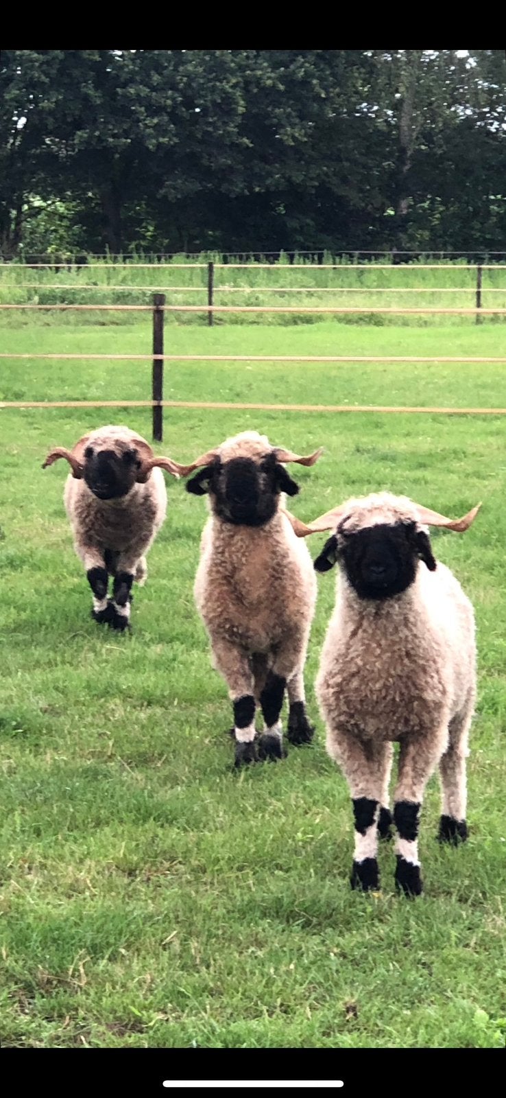 Walliser schwarznase ooien en rammen, Dieren en Toebehoren, Schapen, Geiten en Varkens, Meerdere dieren, Schaap