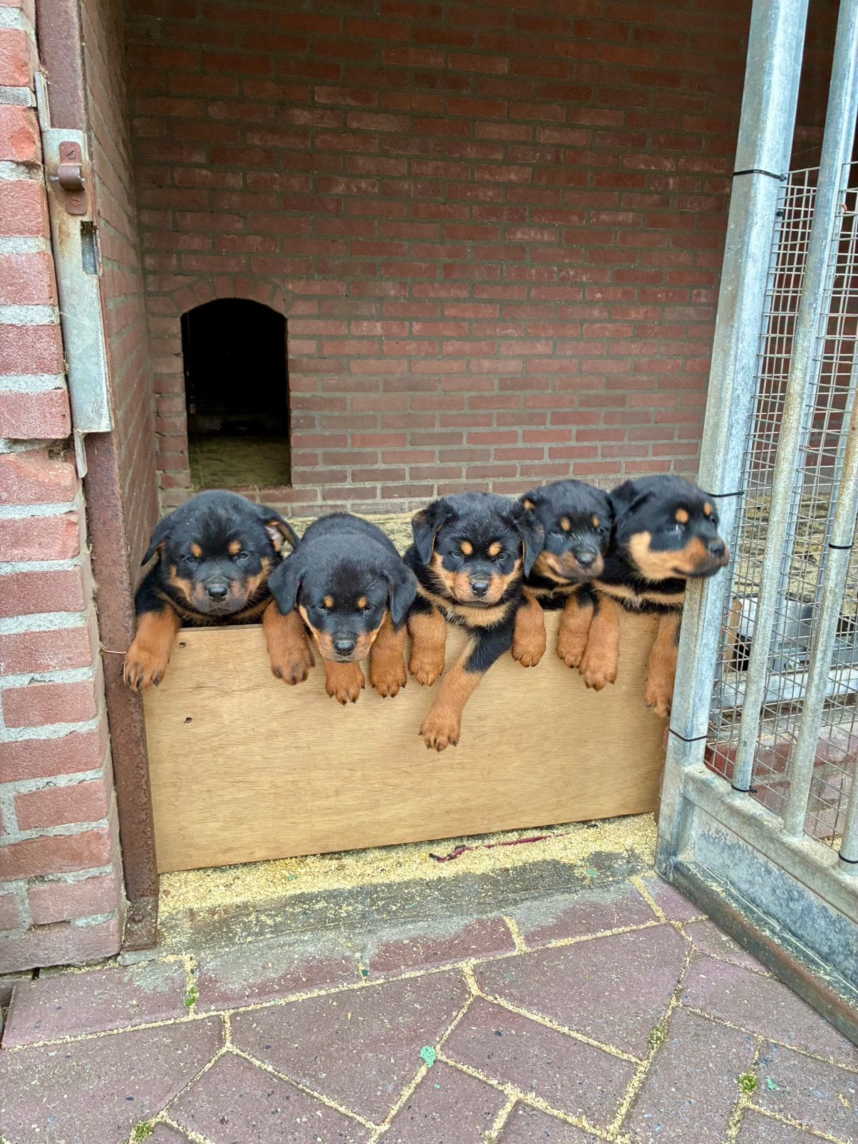 Mooie geblokte Rottweiler pups van de boerderij, Parvo, 8 tot 15 weken, Meerdere, Meerdere dieren